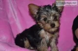 Toy size yorkshire terrier (yorkie) pups