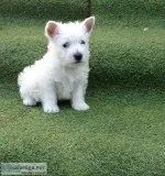 Jjk healthy white westies for sale