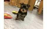 Magnificent male and female yorkie pups