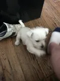 Ysm healthy white westies for sale