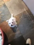 Kug healthy white westies for sale