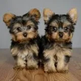 Miniature pedigree yorkshire terrier pup