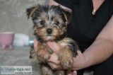 Nice adorable tiny yorkie puppy puppies