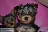 Chocolate and gold teacup yorkie puppies