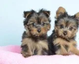 Yorkie puppies male and female for you
