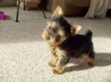 Puppies miniature yorkshire terrier avlb