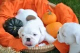 Cute english bulldog puppies need a home