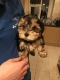 Three yorkie puppies ready for blessed 