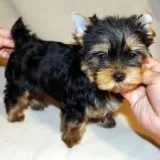 Proven yorkshire terrier for great homes