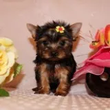 2 beautiful tiny yorkie puppies for sale
