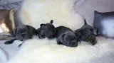 Female and male french bulldogs for pet 