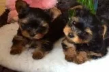 Two babies looking for a forever home