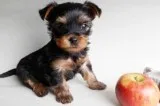 Show quality yorkie puppies for new home