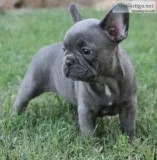 Agadf frenchies