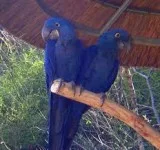 Hyacinth macaw parrots