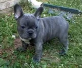 Arra frenchies m/f pups