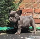 Aajjj frenchies bulldog