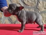 Aqqq frenchies bulldog pups