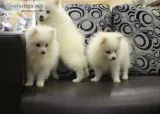 Teacup pomeranian pup s are full pure br