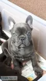 Afafgdh frenchies female puppies