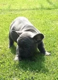 Aaaas frenchies bulldog pups