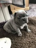 Aaqwet frenchies bulldog pups