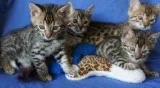 Tica/cfa bengal kittens
