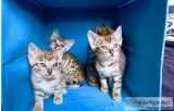 Register cfa bengal kittens