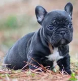 Aaga frenchies male pupps