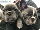 Aass frenchies bulldgog now