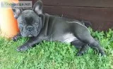 Aaswed frenchies pups