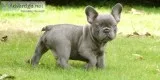 Aabd frenchies male pups
