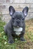 Aazxcv frenchies bulldog pupies