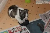 Awawa frenchies cutest pups
