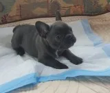 Awesome male and female frenchies