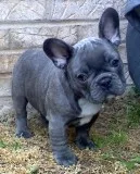 Aaqq frenchies puppies