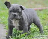 Aahddh frenchies pups