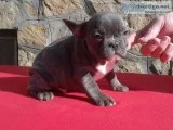 Aahhdz frenchies bulldog puppies
