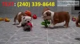 Healthy english bulldog puppies availabl