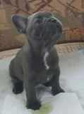 Aannf frenchies puppies