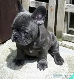 Aaaqws french bulldog puppies