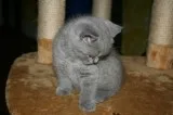 Kitten for sale