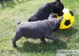 Aazbv frenchies male puppies