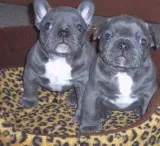Aannbb frenchies pups