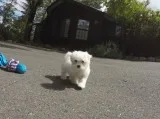Adorable maltese pup 