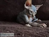 Vcgyd talented sphynx kitts available