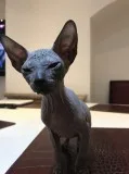 Uhhyyytg talented sphynx kitts available