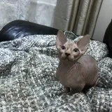 Jnkjbfg talented sphynx kitts available