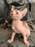 Fghbhf talented sphynx kitts available