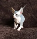 Gbhnr talented sphynx kitts available